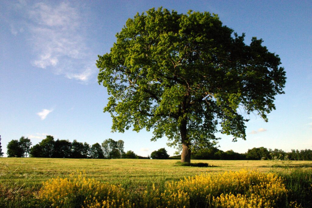 Der_Baum_als_Symbol_für_Wandlung.